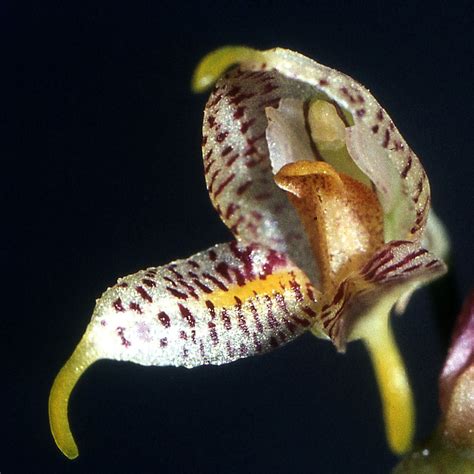 Masdevallia (Kite Orchid, Masd, Tailed Orchid, Tailed Orchids) | North ...