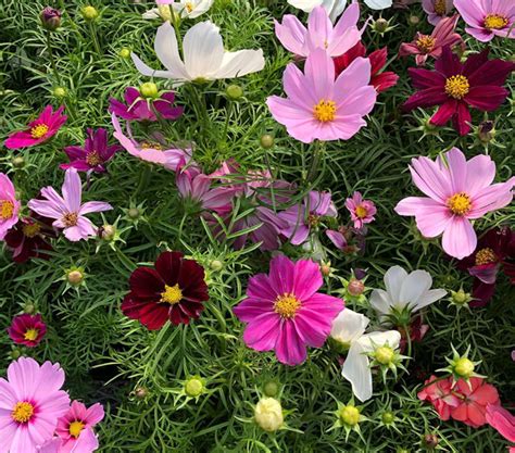 U-Pick Flowers - Stony Hill Farms - Chester, NJ