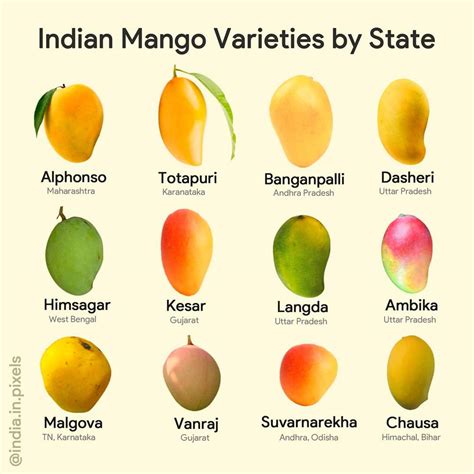 Indian mango varieties by states. : r/Infographics