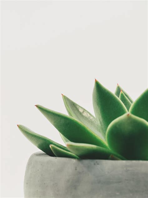 🔥 Free download Minimalist Succulent Wallpaper iPhone Android Desktop Backgrounds [2048x2732 ...