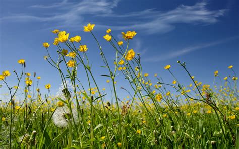 🔥 Download Blue Background Yellow Flowers HD Wallpaper Sky by @traceyl ...