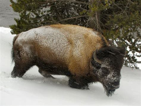 Yellowstone Buffalo in the snow. | Animals In The Snow | Pinterest ...