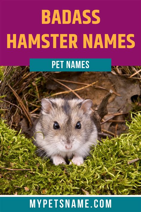 Cute hamster names – Artofit