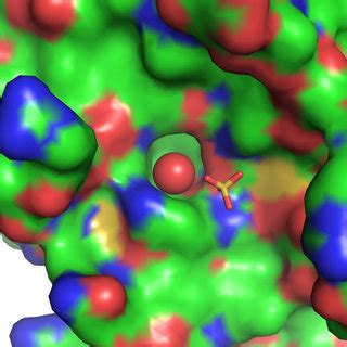 Elastase shown with its solvent-accessible surface colored by atomic ...