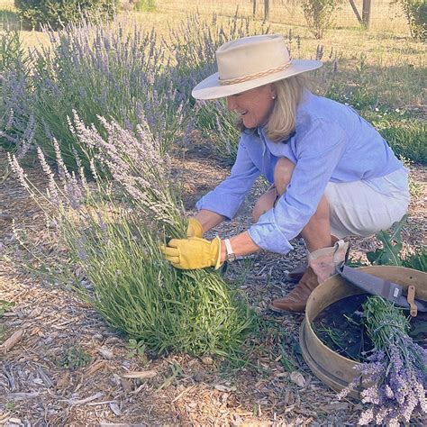 Harvesting the June (& July) Lavender Bloom in Sonoma Valley – Sonoma ...