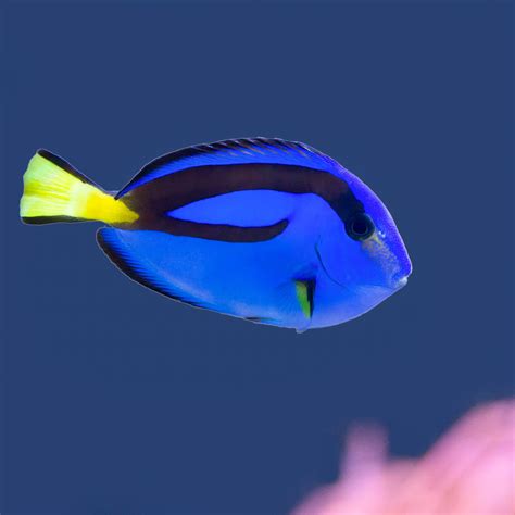 Finding Dory, By Using Data