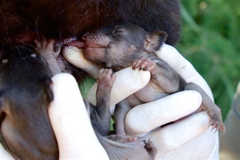 Barrington Wildlife Sanctuary celebrates birth of 500th Tasmanian devil in Aussie Ark program ...