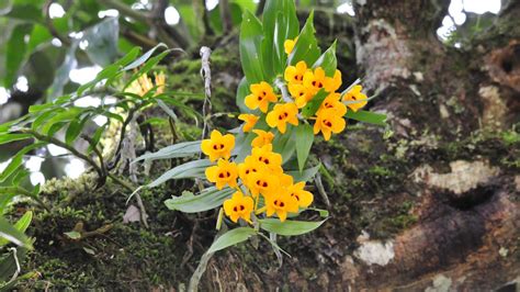 flowers-in-bhutan | A Way to Bhutan Tours & Travels