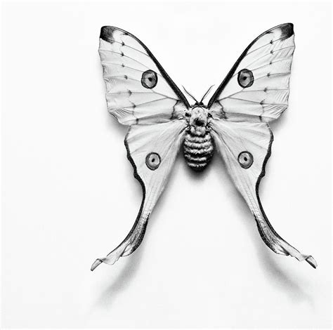 Luna Moth Black And White Photograph by Jeff Presnail / Getty Images ...