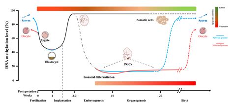 On Biology The epigenetics diet: A barrier against environmental pollution