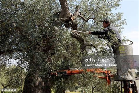 Olive Tree Pruning Photos and Premium High Res Pictures - Getty Images