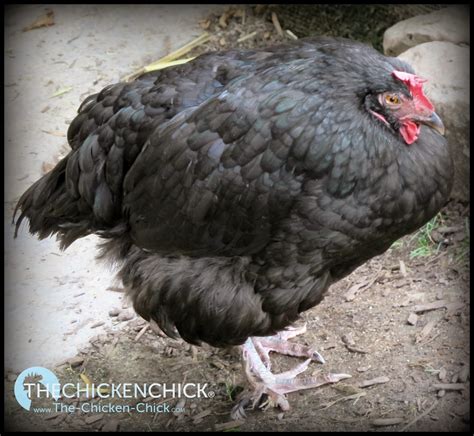 The Chicken Chick®: Causes of Lash Eggs & Salpingitis by Annika McKillop DVM, MSpVM, DACPV