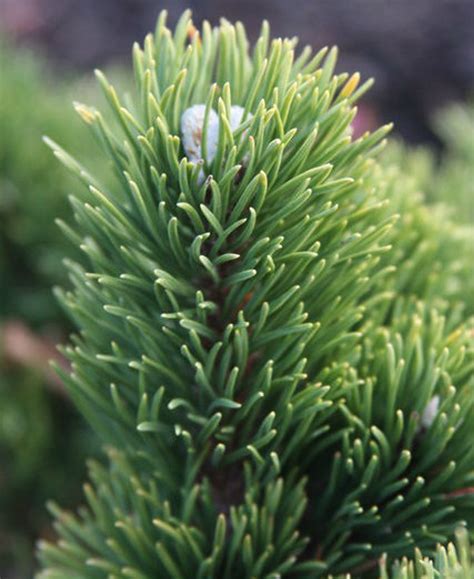 Pinus mugo 'Jakobsen' Dwarf Mugo Pine - Kigi Nursery