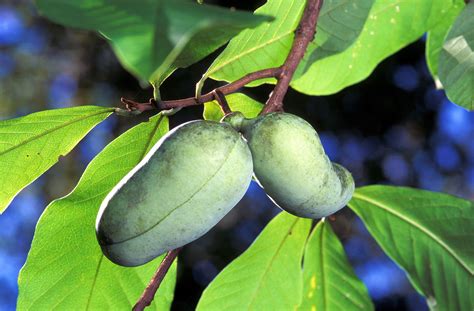 Gardening Video: Fruit Trees for Home Gardens