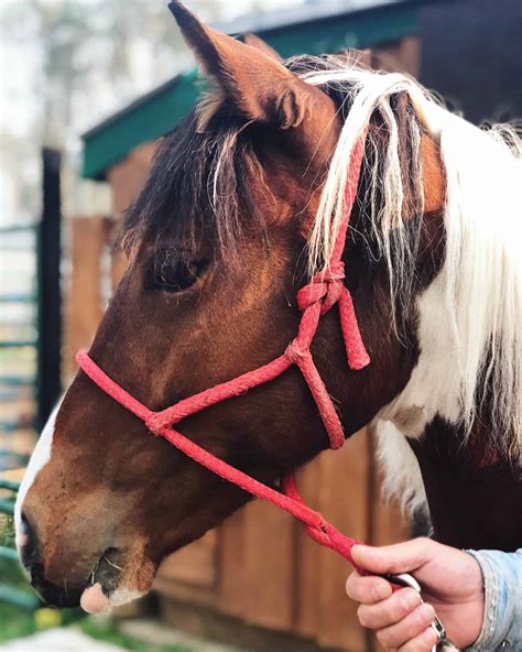 Visit: Wild Horses of Alberta Society - This Big Adventure