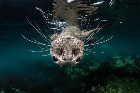 Sea life photography: Best underwater pictures from Ocean Art 2018 ...