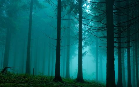 Forest In The Mist Nature Mac Wallpaper Download | AllMacWallpaper