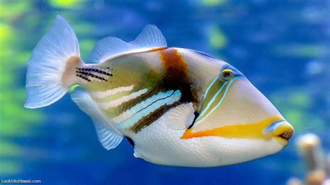 Humuhumu-Nukunuku-Apuaa - Reef Triggerfish - Information