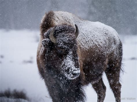 Yellowstone - Scott Walton Photographs - Page 2