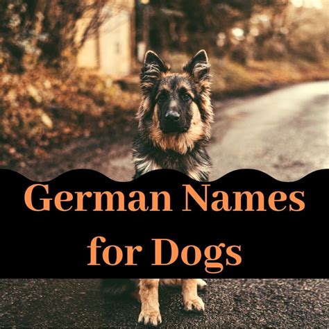 50+ Great Names From German Dogs of All Sizes - PetHelpful