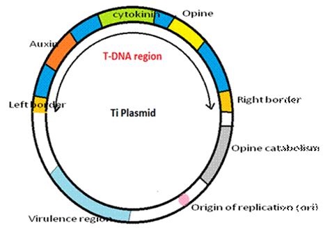 Ti plasmids of Agrobacterium