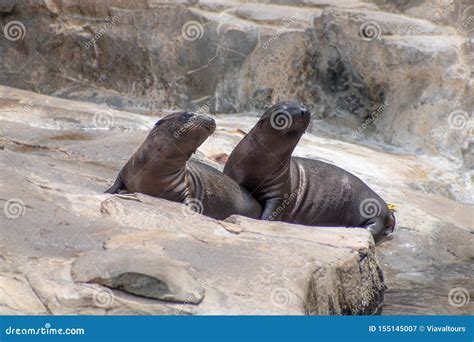 Young California Sea Lion Pups on the Rocks at Seaworld 1 Editorial Photography - Image of ...