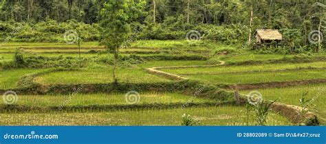 Rice Fields - Laos stock image. Image of farmland, paddy - 28802089