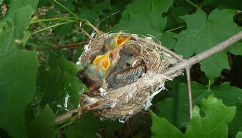 The Brood Parasite | Life in the Finger Lakes