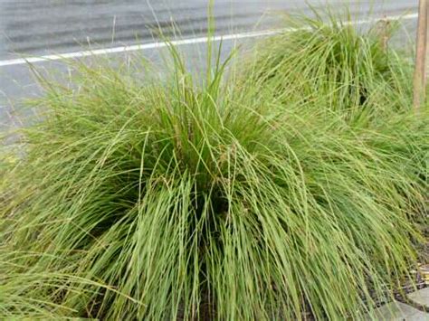 Lomandra longifolia ‘Easy As’ – Lomandra | Gardening With Angus