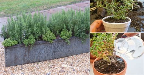 10 Best Thyme Growing Tips | Growing Thyme in Containers