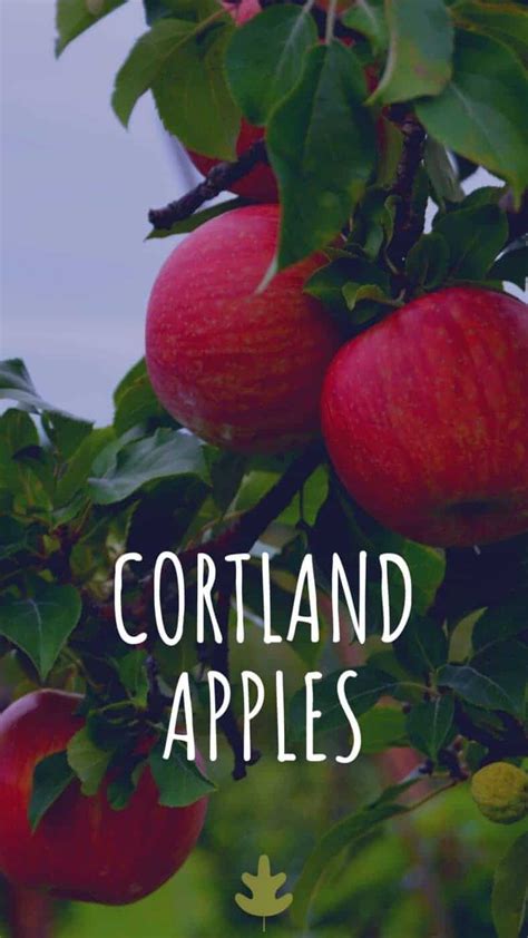 Cortland Apple: An American Heirloom Variety