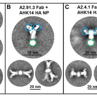 Transmission electron microscopy (TEM) of hemagglutinin (HA ...