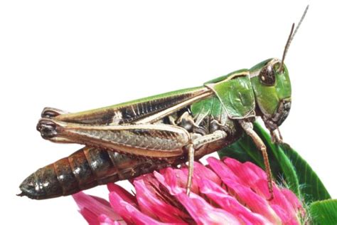 Grasshopper Facts | Cricket Facts For Kids | DK Find Out