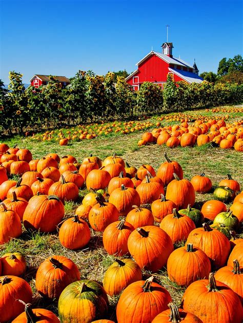 Pumpkin Farm | Beautiful fall, Fall harvest, Pumpkin