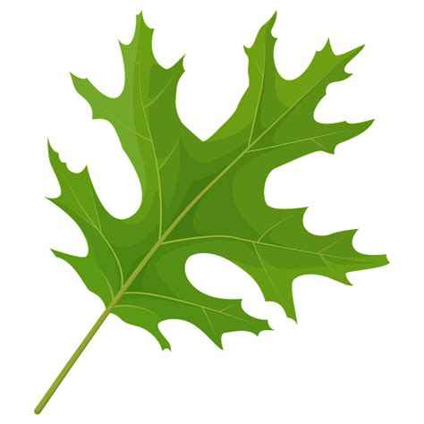 Green Oak Leaf Clipart Free Download Transparent Png - vrogue.co