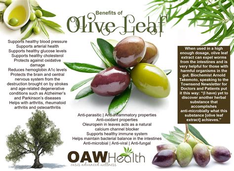 Surprising Health Benefits of Olive Leaf Extract - OAWHealth