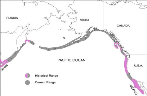 Sea Otter Range Map