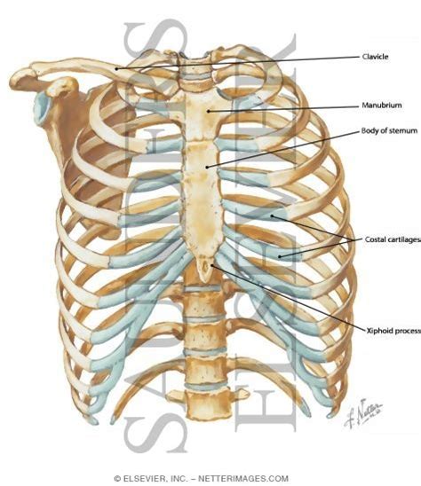 Anterior Chest Wall