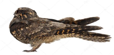 European Nightjar, or just Nightjar, Caprimulgus europaeus, in front of ...