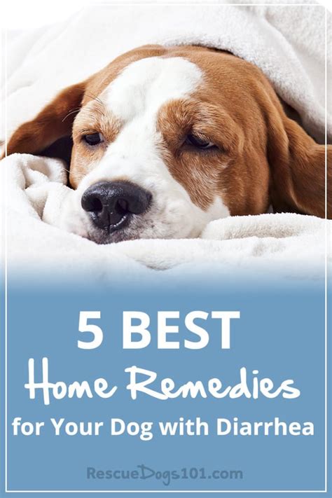 5 Proven Home Remedies for Your Dog with Diarrhea