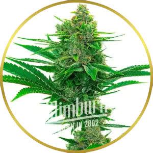 Buy Bubble Gum Marijuana Seeds USA - Abundant Life Seeds