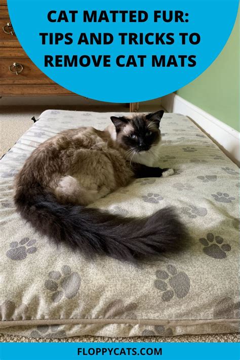 Cat Matted Fur: Tips & Tricks | Matted Cat Hair Solution | Cat mat, Cats, Matted cat fur