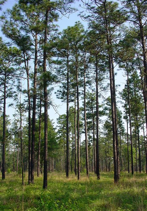 Longleaf pine - Wikipedia