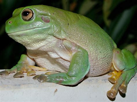 Amphibiancare.com an overview of their care in captivity including housing, temperature, diet ...