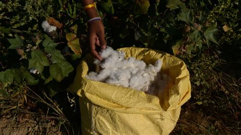 India Desi Seed Farmers are Decolonizing Cotton, Protests - Atmos