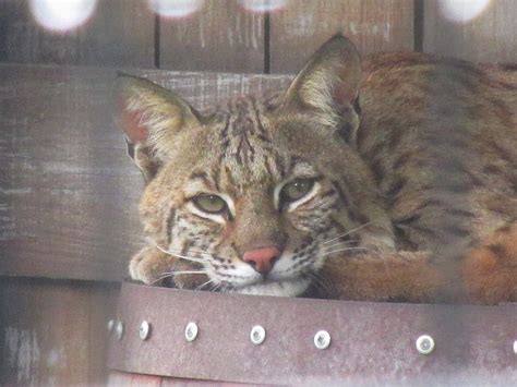 Sad Eyes | Shot this bobcat laying on top of a barrel at Gat… | Flickr