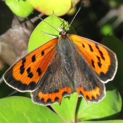 Small Copper Butterfly Lycaena phlaeas Dragonflies, Beautiful ...