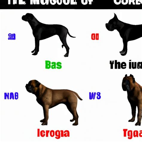 How Big Does a Cane Corso Get? Understanding Size Variations and ...