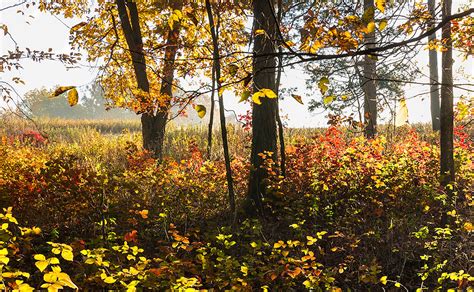 Edge of the Woods – Prairie Garden Trust