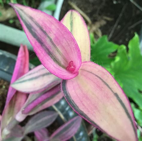 Tradescantia pallida variegata ‘Pink Stripes’